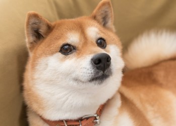 ¡Shiba Inu a la luna! Pronostican un aumento del 400%