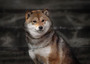 Shiba Inu: Aumento del 71% impulsado por la comunidad y el ciclo de las monedas meme