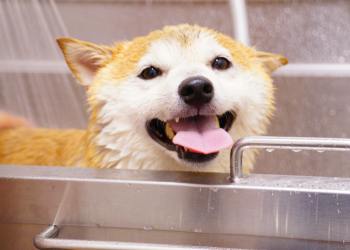 u00a1Shiba Inu arrasa! Sube mu00e1s del 60% y apunta a nuevas cotas