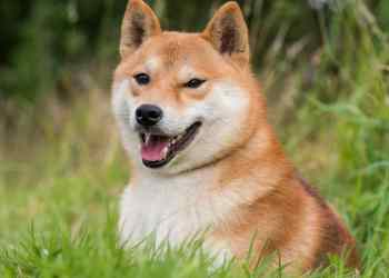 Dogecoin se acerca a puntos cruciales de precio, u00bfnuevo mu00e1ximo histu00f3rico a la vista?