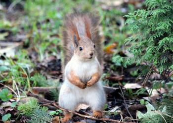 u00a1Peanut the Squirrel: la memecoin de Solana que estu00e1 dando de quu00e9 hablar!