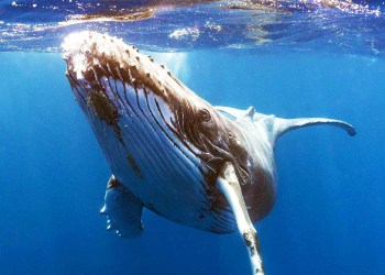 XRP: precios al alza, conversaciones crecientes y acumulaciu00f3n de ballenas