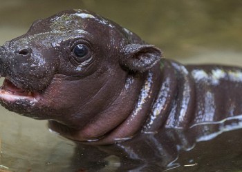 Las criptomonedas y el bienestar animal se unen para un impacto positivo