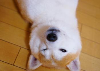 ¡Atención, inversores! Shiba Inu muestra señales alcistas y optimismo del mercado