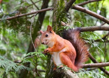 Binance recibe una carta de cese y desistimiento por infracción de derechos de autor de Peanut the Squirrel