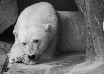 ¿Hacia dónde va Bitcoin en 2025? Análisis técnico revela posibilidades de rebote o caída