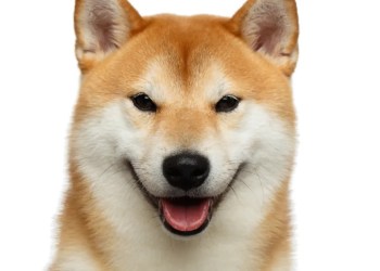 ¡Shiba Inu a punto de dispararse! Predicen un aumento masivo a 0,000066651 dólares