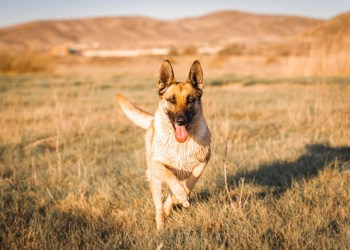 El perro de CZ provoca el frenesí de los memecoins en el ecosistema criptográfico