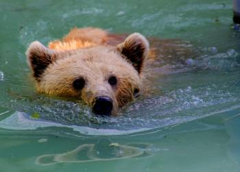 ¿Trampa Bajista? Analista Predice Caída del Bitcoin a $67,000