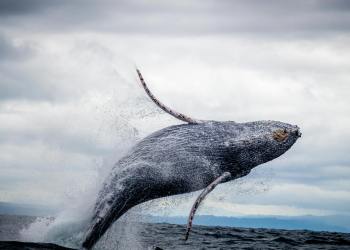 Whales Swallowing Bitcoin Fast — Will This Push BTC Price Up?
