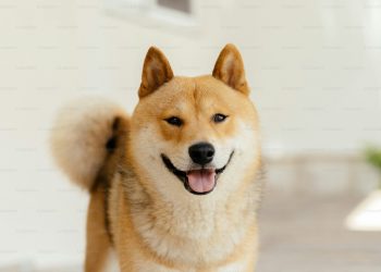 Dogecoin se desploma: ¿fin del auge o nueva oportunidad?