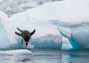 PENGU Leads Top Memecoin List Amid 20% Daily Surge – What’s Behind The Rally?