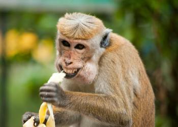 Peter Brandt vs. Bitcoin: ¿Choque de visiones en el mundo crypto?