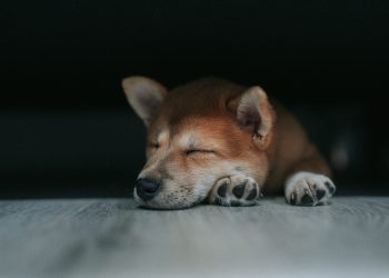 Dogecoin: ¿Rumbo a $0.45 o $0.60? Análisis Técnico y Perspectivas del Meme Token