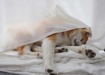 Dogecoin Warning: Double Top Formation Hints At Decline – Analyst