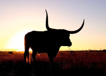 XRP Sparks Bullish Frenzy As Top Software Dev Says It Beats ETF Hype