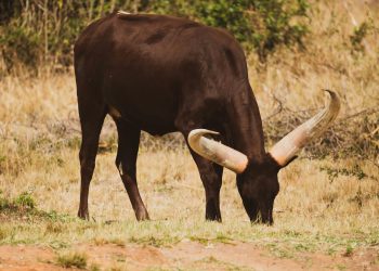 ¡XRP a la Luna? Señales Técnicas Predicen Otro Impulso Alcista!