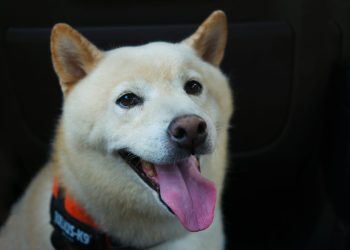 ‘Good News’ Finally Arrives For SHIB Army As Team Unveils New Update