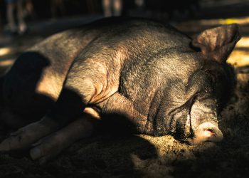 Alerta Cripto: Crece el Fraude ‘Pig Butchering’ y la IA es la Nueva Arma