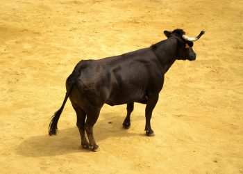 XRP Holders Labeled ‘Uneducated Perma Bulls’ By Veteran Trader – Details
