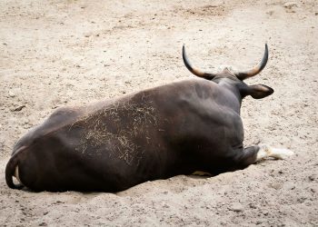 Santiment: Bitcoin Bulls Loading Up As Whales And Sharks Buy The Dip