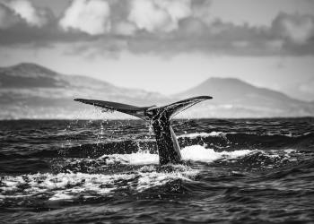 Cartera Satoshi reactivada: 10,000 BTC transferidos tras 12 años, desatan especulación