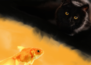 Dash Price at Potentially Significant Risk