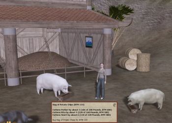 pigsfarm