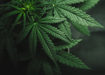 cannabis, Wendy McCormick