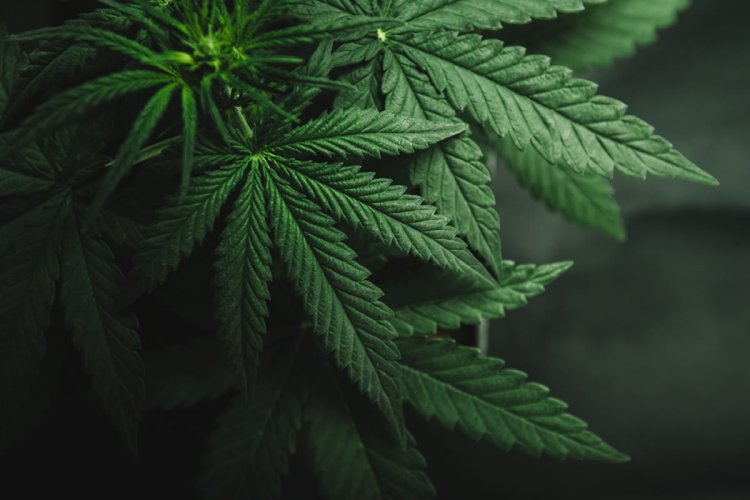 cannabis, Wendy McCormick