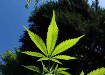 cannabis, marijuana