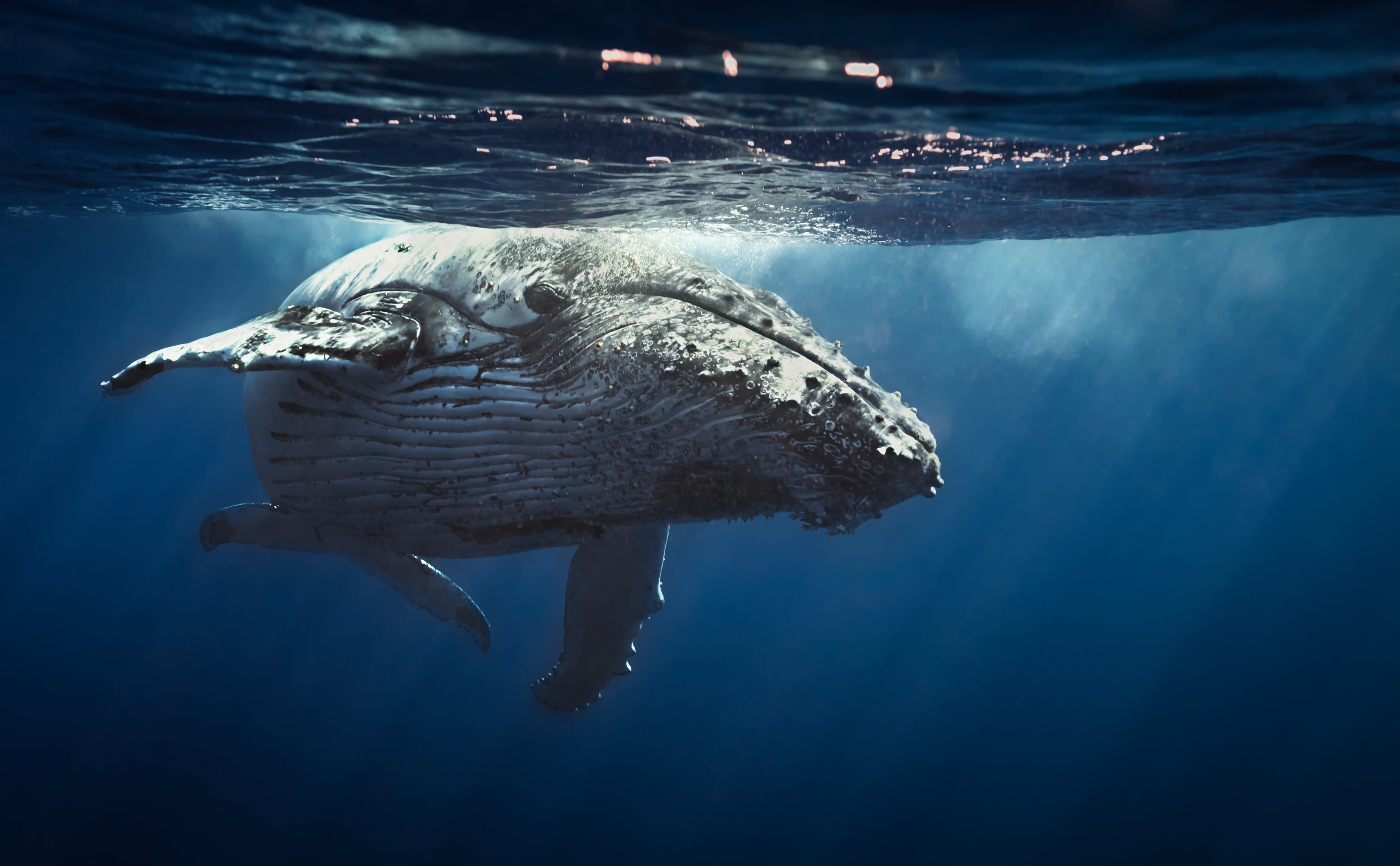 Mega Bitfinex Bitcoin Whale: Chainlink FOMO Will Eventually Fizzle