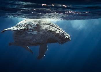 chainlink whale crypto bitfinex