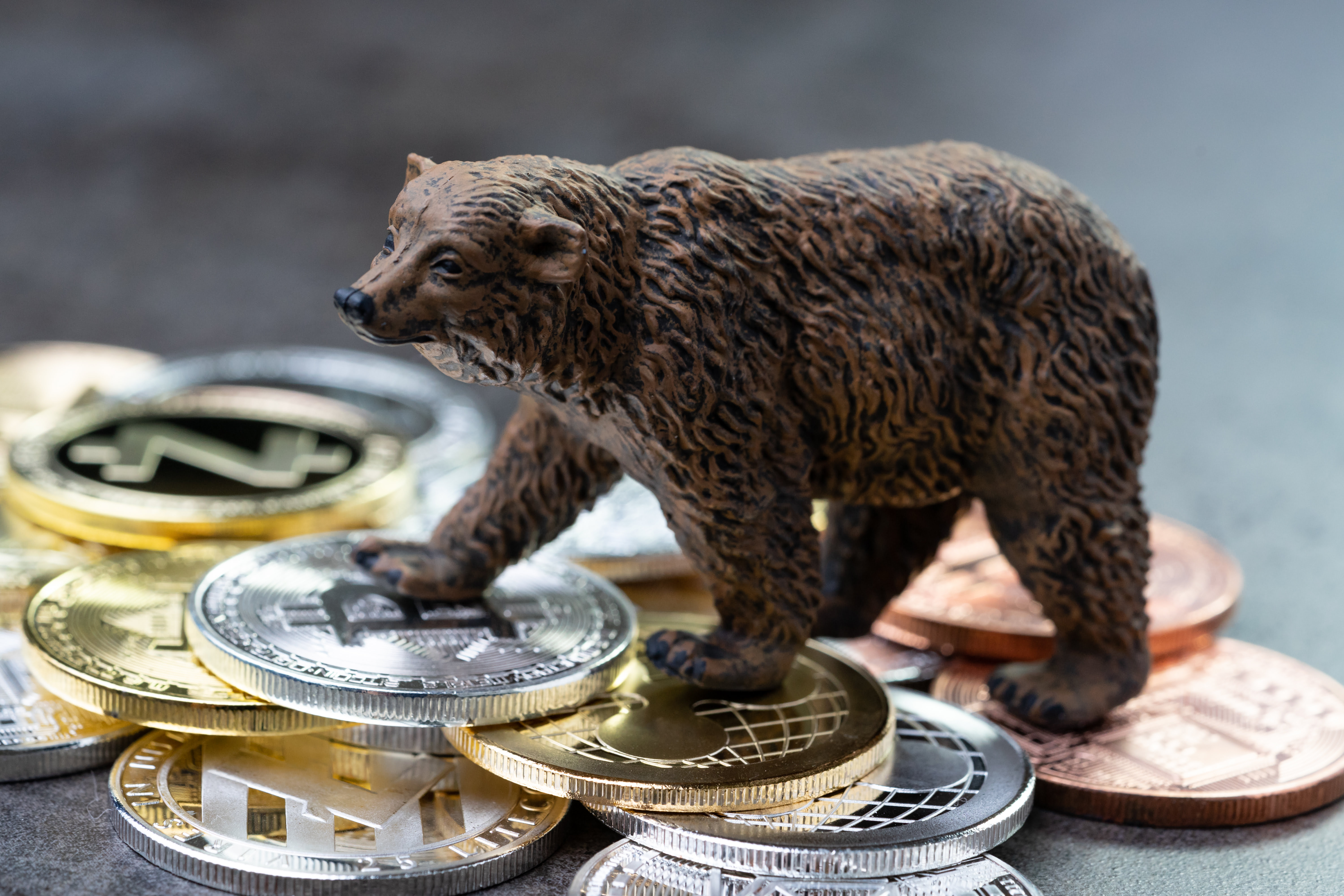 bear market crypto)