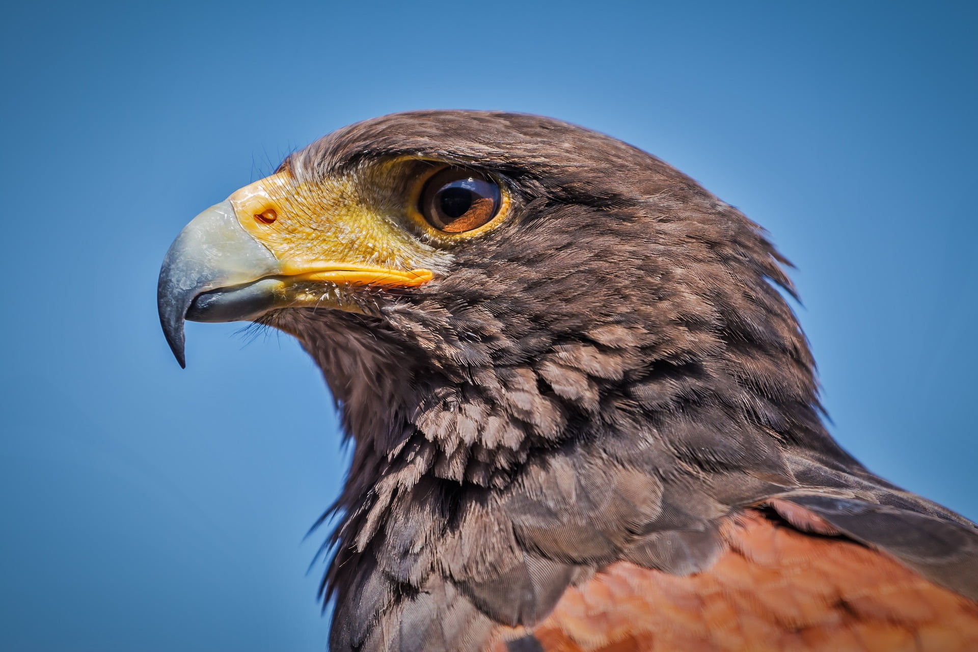 eToro Market Update: The Injured Hawk and Crypto Zombie