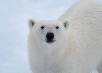 BTC’s Sudden $400 Drop Could Be Setting Up Bitcoin Bear Trap, Claims Analyst