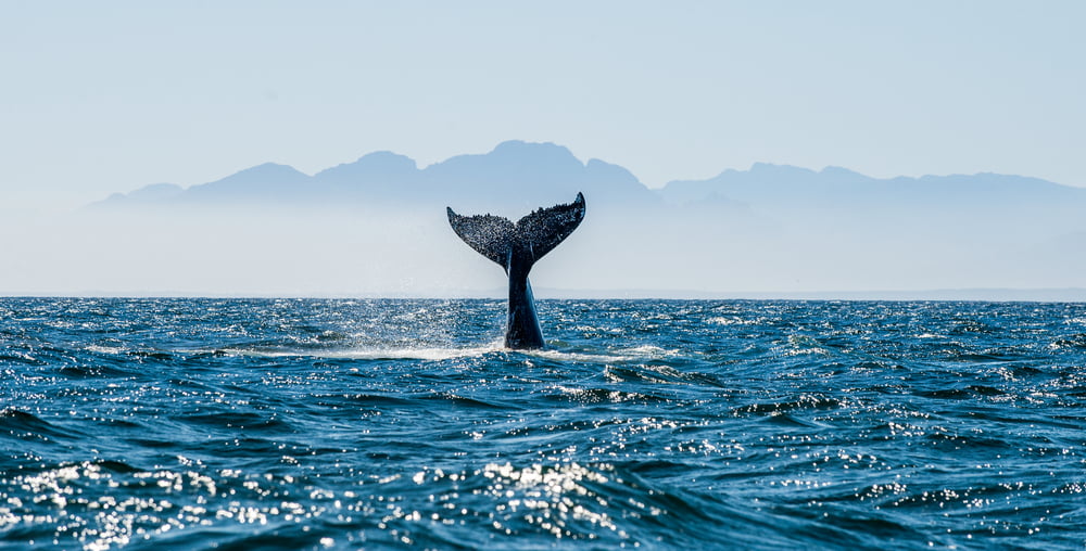 Research: Following Crypto Whales, Bitcoin Retail Investors Began To Accumulate