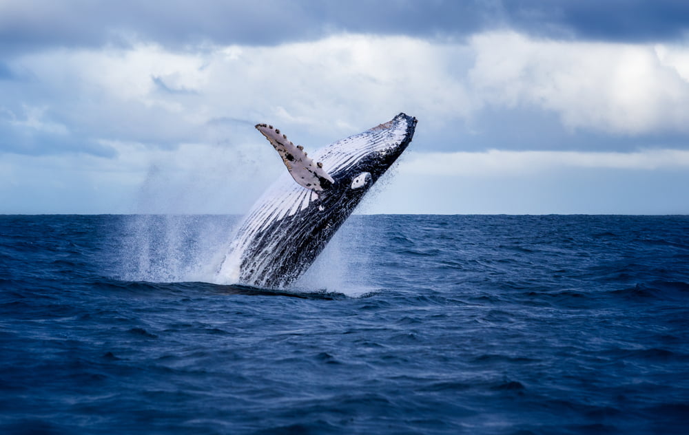 Crypto Firm Severs McAfee Ties Apparently Regarding “Whale F**king” Comments