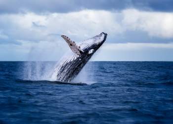 Crypto Firm Severs McAfee Ties Apparently Regarding “Whale F**king” Comments