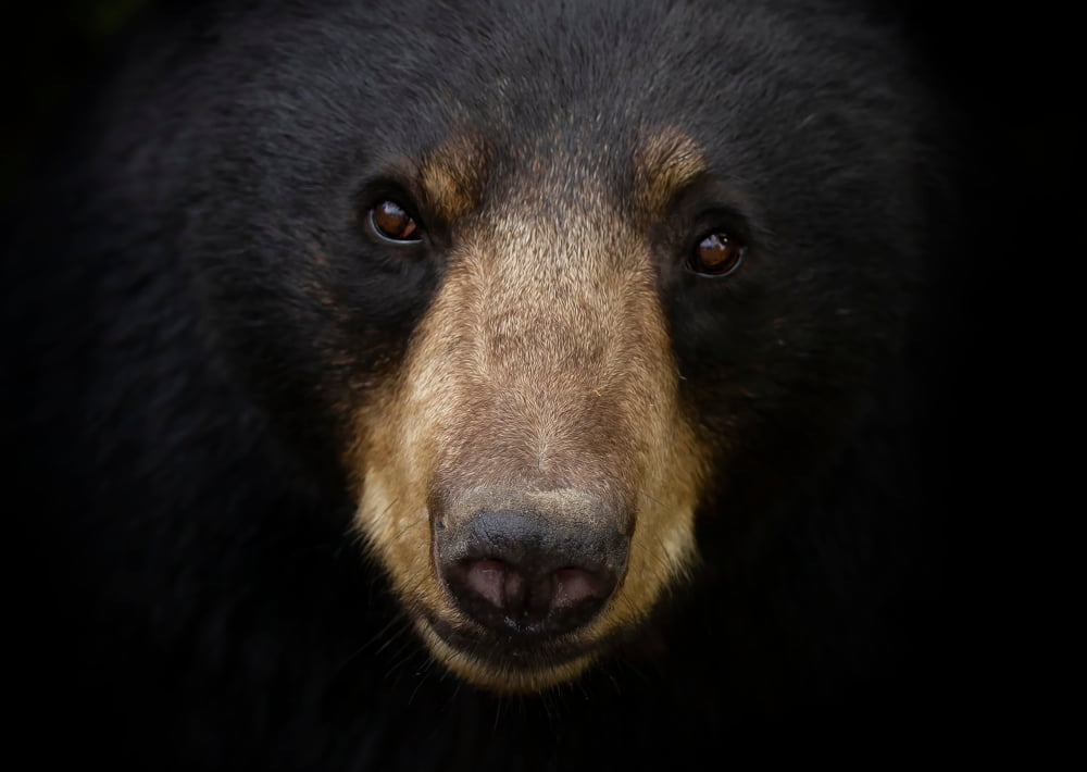Crypto Industry Execs: This Bitcoin Bear Market Is The Best Yet