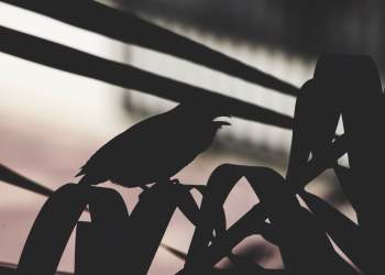 Saudi Arabia Pushing USD to the Brink is Good for Bitcoin, Here’s Why