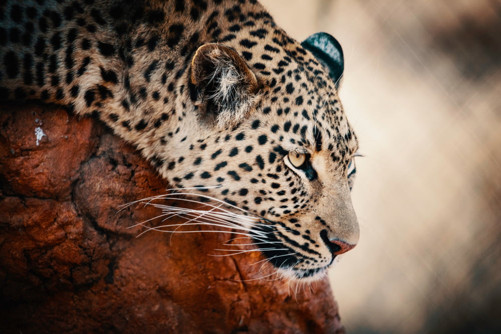 Nike, Facebook, and Now Jaguar: Big Corporations Turn to Crypto