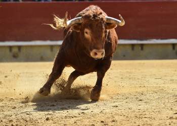 Bitcoin Dominance Soars Above 55% After Meteoric Rise to 2019 High