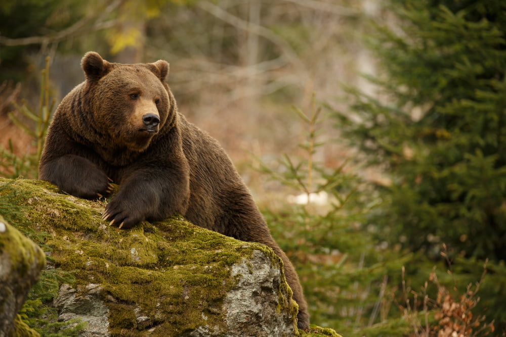 Bitcoin FOMO is Strong But The Bears Will Not Go Quietly