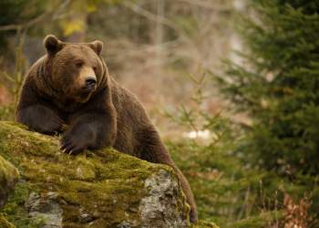 Bitcoin FOMO is Strong But The Bears Will Not Go Quietly