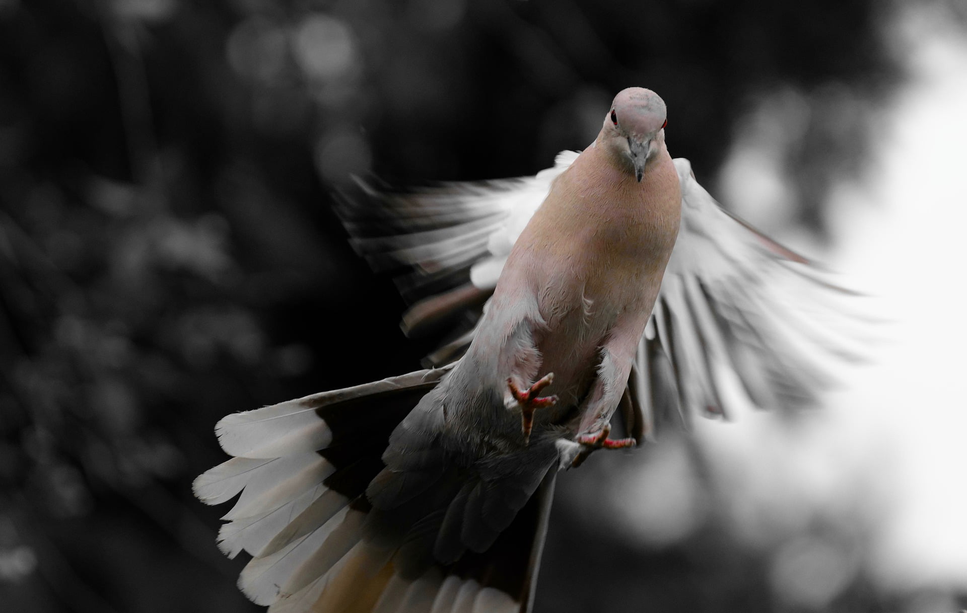 eToro Market Update: Dove Trap