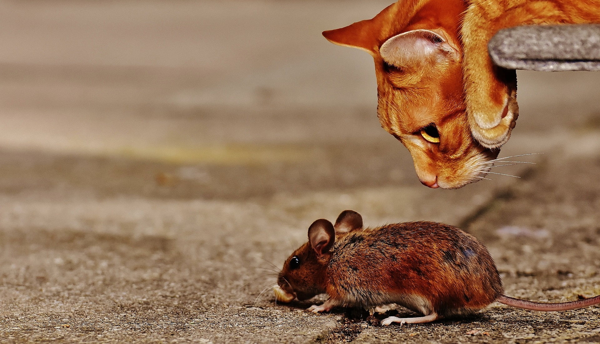 eToro Market Update: Catastrophic Cat & Mouse