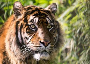 Bitcoin Bulls Roar as Trump Looks to “Manipulate” USD: Fresh Highs Inbound?