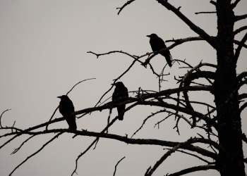 bitcoin three black crows reversal pattern