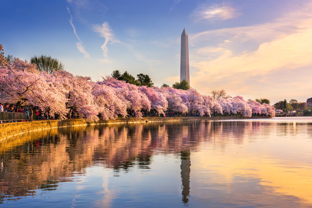 washington ripple